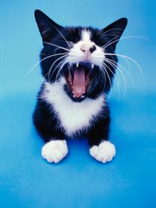 cat singing okay｜TikTok Search